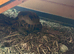 Two 6 year old tortoises