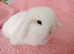 Baby mini lops for sale