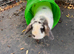 Mini lop