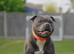 Kc Reg Blue Staffordshire Bull Terrier Puppies