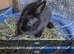 Baby Rabbits 8 week old Friendly