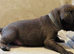 Last puppy left - blue with slight fawn Staffordshire BULLTERRIER male