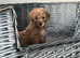 Poochons puppies ready 28th Aug
