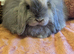 Mini lop