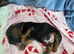 BEAUTIFUL TRI PUPPIES