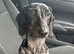 1 year old male dog