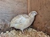 4x Beautiful Corturnix Hens
