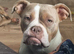 Female pocket bully