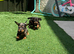 Miniature dachshund