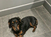 Black and tan long haired female dachshund