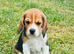 Two gorgeous beagle puppies