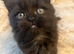 Cute Persian babies rare chocolate brown colour boy