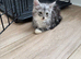 2 kittens both boys