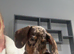 5 month old miniature dachshund