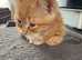 Gorgeous Kittens For Sale