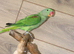Baby Alexanderine Talking Parrot,4