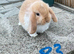 Pure bred mini lops .