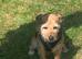 Sad sale of Bailey our much loved jackrussel