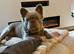 Fluffy French bulldog