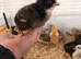 1 Week old Cuckoo Maran chicks