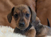 4 miniature dachshund puppies