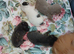 Beautiful chuiuua puppies