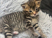 Last tabby boy