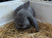 5 French lop