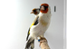 Siberian goldfinch