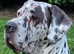 Proven and extensively health tested great dane stud