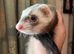 Half micro ferret hob