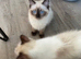 Ragdoll Girls