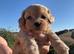 Gorgeous shihpoo pups