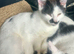 13 wk old brother and sister are looking for their forever home