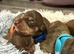 4 beautiful boy miniature dashhound