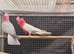 Lutino galah pair