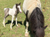 Cob cross Dartmoor colt foal