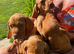 READY TO LEAVE NOW Female Hungarian Vizsla puppies
