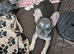 KC Female French Bulldog