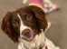 Springer Spaniel