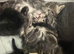 Kittens 8weeks