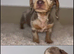 Dachshund puppies