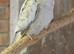 Young cockatiels
