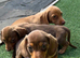Stunning litter of chocolate and tan smooth hair