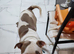 Staff x cane corso 2 years old collection cullompton only