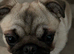 2 Year old pug