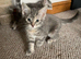 Kittens