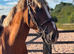 Beautiful 15hh Mare Dressage/Shp/pony club