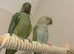 Proven pair of Indian ring necks!