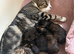 BSH x Russian blue mixed breed kittens